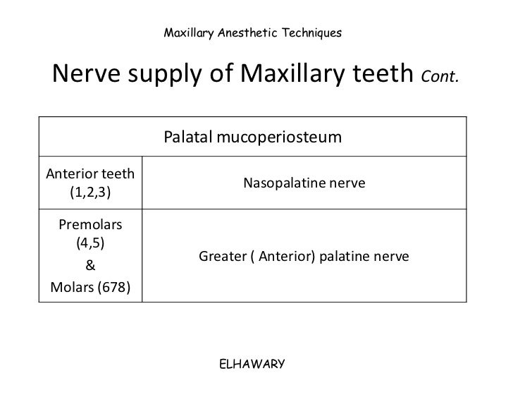 molar teeth