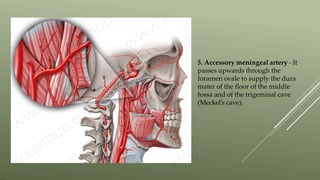 5. Accessory meningeal artery - It
passes upwards through the
foramen ovale to supply the dura
mater of the floor of the middle
fossa and of the trigeminal cave
(Meckel’s cave).
 