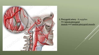 2. Pterygoid artery - It supplies
the lateral pterygoid
muscle and medial pterygoid muscle.
 