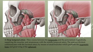 3. Deep temporal artery -They course between the temporalis and the pericranium respectively,
supplying the muscles, and anastomose with the middle temporal artery. The anterior division
communicates with the lacrimal artery by means of small branches which perforate the zygomatic
bone and great wing of the sphenoid.
 
