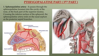 PTERYGOPALATINE PART ( 3RD PART )
1. Sphenopalatine artery - It passes through the
sphenopalatine foramen into the cavity of the
nose, at the back part of the superior meatus.
Crossing the inferior surface of the sphenoid, the
sphenopalatine artery ends on the nasal septum
as the posterior septal branches.
 
