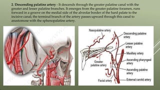 2. Descending palatine artery - It descends through the greater palatine canal with the
greater and lesser palatine branches. It emerges from the greater palatine foramen, runs
forward in a groove on the medial side of the alveolar border of the hard palate to the
incisive canal; the terminal branch of the artery passes upward through this canal to
anastomose with the sphenopalatine artery.
 