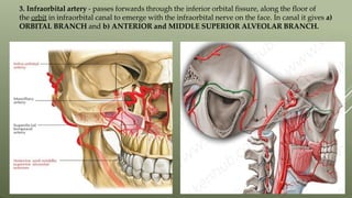 3. Infraorbital artery - passes forwards through the inferior orbital fissure, along the floor of
the orbit in infraorbital canal to emerge with the infraorbital nerve on the face. In canal it gives a)
ORBITAL BRANCH and b) ANTERIOR and MIDDLE SUPERIOR ALVEOLAR BRANCH.
 