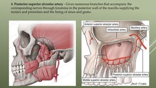 4. Posterior superior alveolar artery - Gives numerous branches that accompany the
corresponding nerves through foramina in the posterior wall of the maxilla supplying the
molars and premolars and the lining of sinus and gums.
 