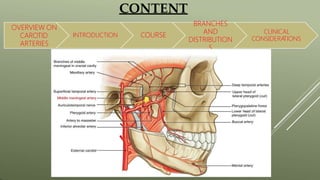 CONTENT
OVERVIEW ON
CAROTID
ARTERIES
INTRODUCTION COURSE
BRANCHES
AND
DISTRIBUTION
S
CLINICAL
CONSIDERA
TIONS
 
