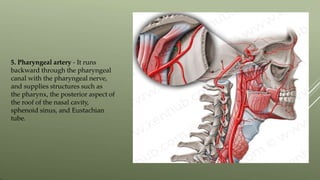 5. Pharyngeal artery - It runs
backward through the pharyngeal
canal with the pharyngeal nerve,
and supplies structures such as
the pharynx, the posterior aspect of
the roof of the nasal cavity,
sphenoid sinus, and Eustachian
tube.
 