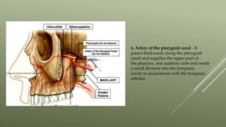 6. Artery of the pterygoid canal - It
passes backwards along the pterygoid
canal and supplies the upper part of
the pharynx, and auditory tube and sends
a small division into the tympanic
cavity to anastomose with the tympanic
arteries.
 
