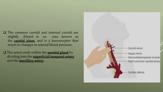  The common carotid and internal carotid are
slightly dilated in an area known as
the carotid sinus, and is a baroreceptor that
reacts to changes in arterial blood pressure.
 The artery ends within the parotid gland by
dividing into the superficial temporal artery
and the maxillary artery.
 