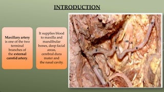 Maxillary artery
is one of the two
terminal
branches of
the external
carotid artery.
It supplies blood
to maxilla and
mandibular
bones, deep facial
areas,
cerebral dura
mater and
the nasal cavity.
INTRODUCTION
 