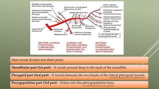 Main trunk divides into three parts:
Mandibular part (1st part) – It winds around deep to the neck of the mandible.
Pterygoid part (2nd part) – It travels between the two heads of the lateral pterygoid muscle.
Pterygopalatine part (3rd part) – Enters into the pterygopalatine fossa.
 