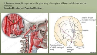 It then runs forward in a groove on the great wing of the sphenoid bone, and divides into two
branches;
Anterior Division and Posterior Division.
 