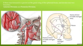 It then runs forward in a groove on the great wing of the sphenoid bone, and divides into two
branches;
Anterior Division and Posterior Division.
 