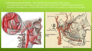 4. INFERIOR ALVEOLAR ARTERY - THE ARTERY RUNS ALONG THE CANAL ,
ACCOMPANYING THE NERVE AND DIVIDES NEAR THE 1ST PREMOLAR GIVING OF
INCISALAND MENTAL. NEAR THE ORIGIN IT GIVES OF LINGUAL AND MYLOHYOID.
 