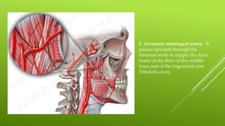5. Accessory meningeal artery - It
passes upwards through the
foramen ovale to supply the dura
mater of the floor of the middle
fossa and of the trigeminal cave
(Meckel’s cave).
 