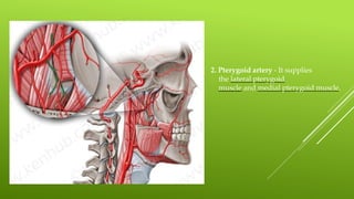 2. Pterygoid artery - It supplies
the lateral pterygoid
muscle and medial pterygoid muscle.
 