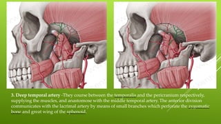 3. Deep temporal artery -They course between the temporalis and the pericranium respectively,
supplying the muscles, and anastomose with the middle temporal artery. The anterior division
communicates with the lacrimal artery by means of small branches which perforate the zygomatic
bone and great wing of the sphenoid.
 