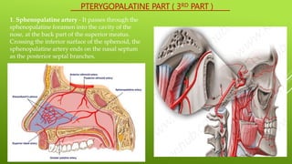 PTERYGOPALATINE PART ( 3RD PART )
1. Sphenopalatine artery - It passes through the
sphenopalatine foramen into the cavity of the
nose, at the back part of the superior meatus.
Crossing the inferior surface of the sphenoid, the
sphenopalatine artery ends on the nasal septum
as the posterior septal branches.
 
