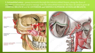 3. Infraorbital artery - passes forwards through the inferior orbital fissure, along the floor of
the orbit in infraorbital canal to emerge with the infraorbital nerve on the face. In canal it gives a)
ORBITAL BRANCH and b) ANTERIOR and MIDDLE SUPERIOR ALVEOLAR BRANCH.
 