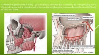 4. Posterior superior alveolar artery - gives numerous branches that accompany the corresponding nerves
through foramina in the posterior wall of the maxilla supplying the molars and premolars and the lining
of sinus and gums.
 