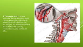 5. Pharyngeal artery - It runs
backward through the pharyngeal
canal with the pharyngeal nerve,
and supplies structures such as
the pharynx, the posterior aspect of
the roof of the nasal cavity,
sphenoid sinus, and Eustachian
tube.
 