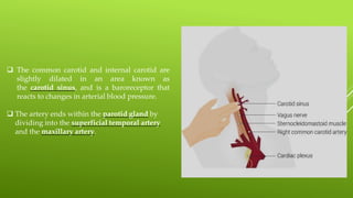  The common carotid and internal carotid are
slightly dilated in an area known as
the carotid sinus, and is a baroreceptor that
reacts to changes in arterial blood pressure.
 The artery ends within the parotid gland by
dividing into the superficial temporal artery
and the maxillary artery.
 