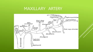 MAXILLARY ARTERY
 