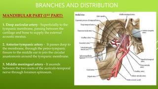 MANDIBULAR PART (1ST PART)
1. Deep auricular artery - Superficially to the
tympanic membrane, passing between the
cartilage and bone to supply the external
acoustic meatus.
2. Anterior tympanic artery - It passes deep to
the membrane, through the petro-tympanic
fissure to the middle ear to join the circular
anastomosis around the tympanic membrane.
3. Middle meningeal artery - It ascends
between the two roots of the auriculo-temporal
nerve through foramen spinosum.
BRANCHES AND DISTRIBUTION
 