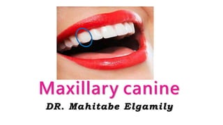 DR. Mahitabe Elgamily
Maxillary canine
 