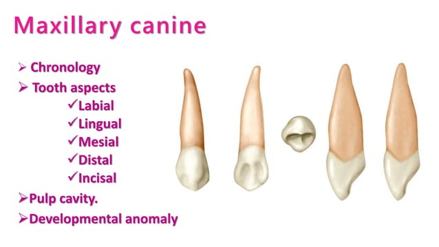 Maxillary canine