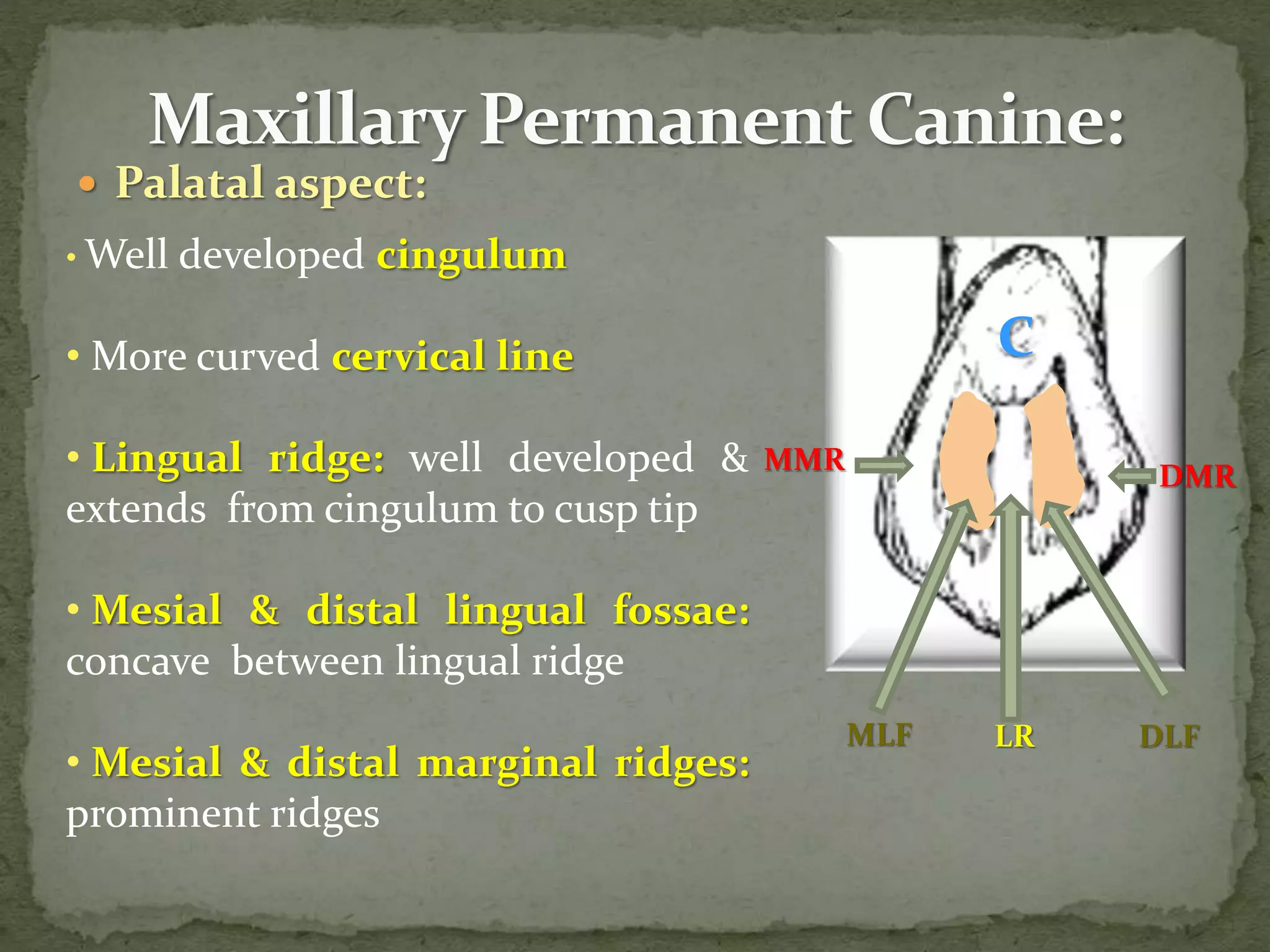  Palatal aspect:
C
MMR
DMR
LR
MLF DLF
• Well developed cingulum
• More curved cervical line
• Lingual ridge: well developed &
extends from cingulum to cusp tip
• Mesial & distal lingual fossae:
concave between lingual ridge
• Mesial & distal marginal ridges:
prominent ridges
 