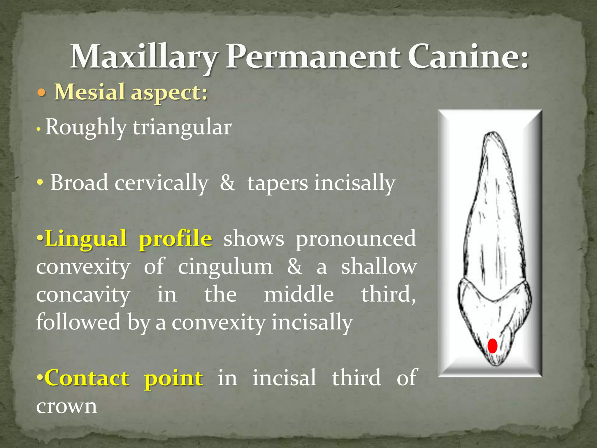  Mesial aspect:
• Roughly triangular
• Broad cervically & tapers incisally
•Lingual profile shows pronounced
convexity of cingulum & a shallow
concavity in the middle third,
followed by a convexity incisally
•Contact point in incisal third of
crown
 