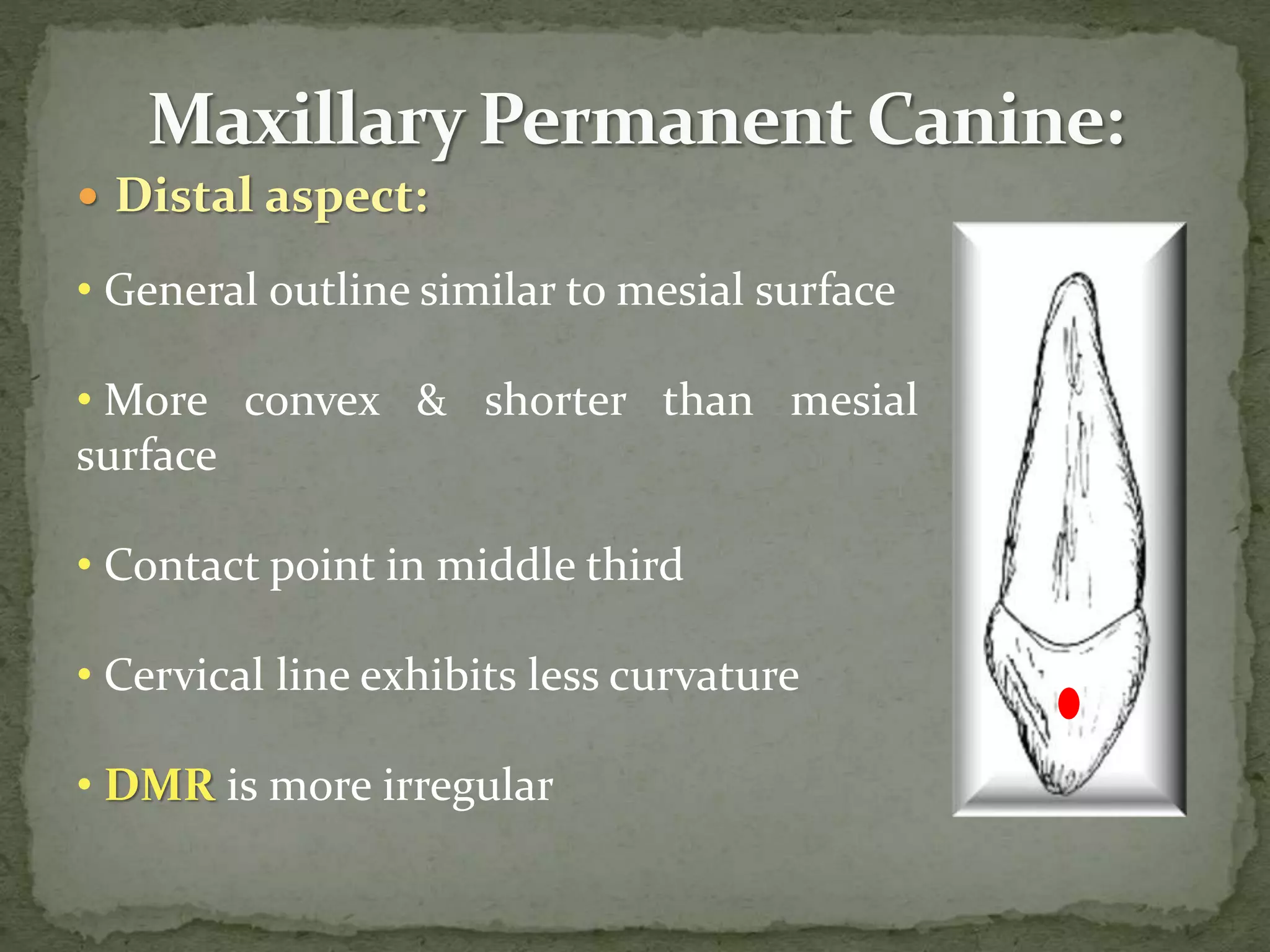  Distal aspect:
• General outline similar to mesial surface
• More convex & shorter than mesial
surface
• Contact point in middle third
• Cervical line exhibits less curvature
• DMR is more irregular
 