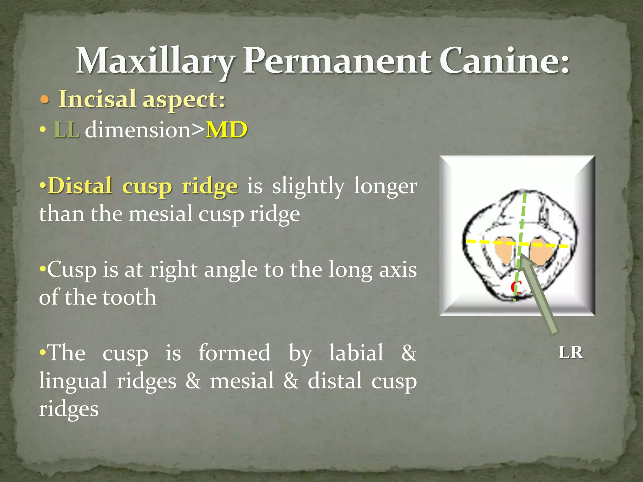  Incisal aspect:
• LL dimension>MD
•Distal cusp ridge is slightly longer
than the mesial cusp ridge
•Cusp is at right angle to the long axis
of the tooth
•The cusp is formed by labial &
lingual ridges & mesial & distal cusp
ridges
C
LR
 