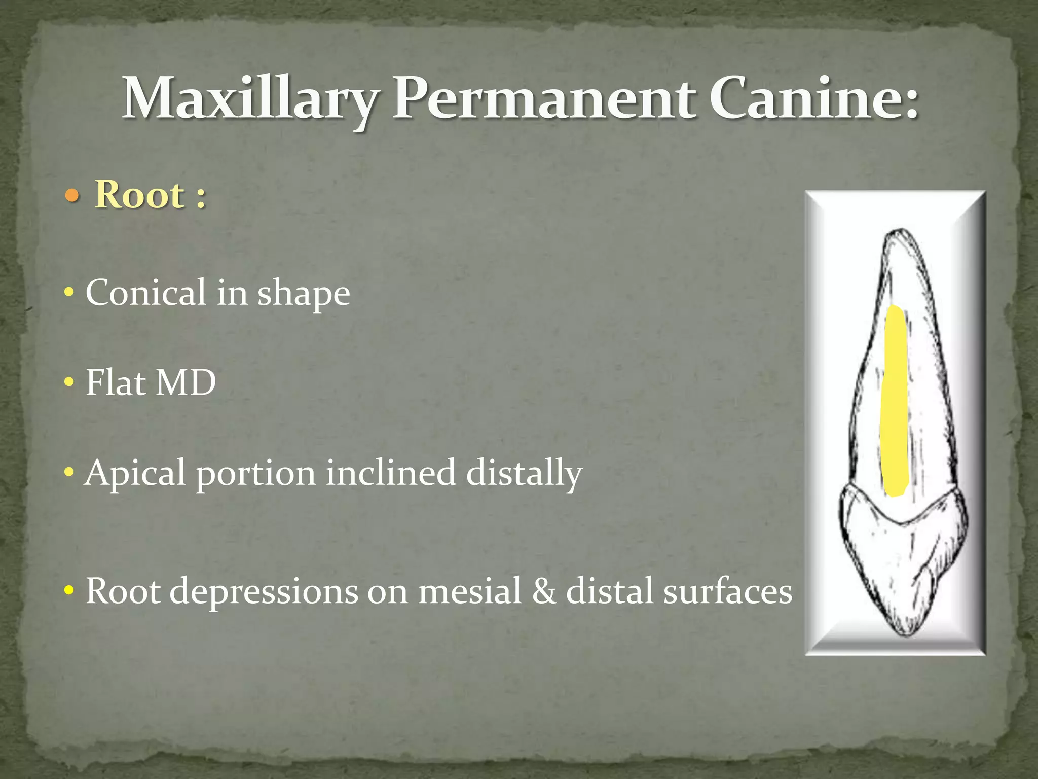  Root :
• Conical in shape
• Flat MD
• Apical portion inclined distally
• Root depressions on mesial & distal surfaces
 