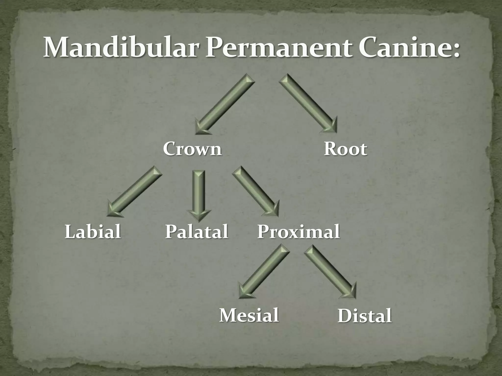 Crown Root
Labial Palatal Proximal
Mesial Distal
 