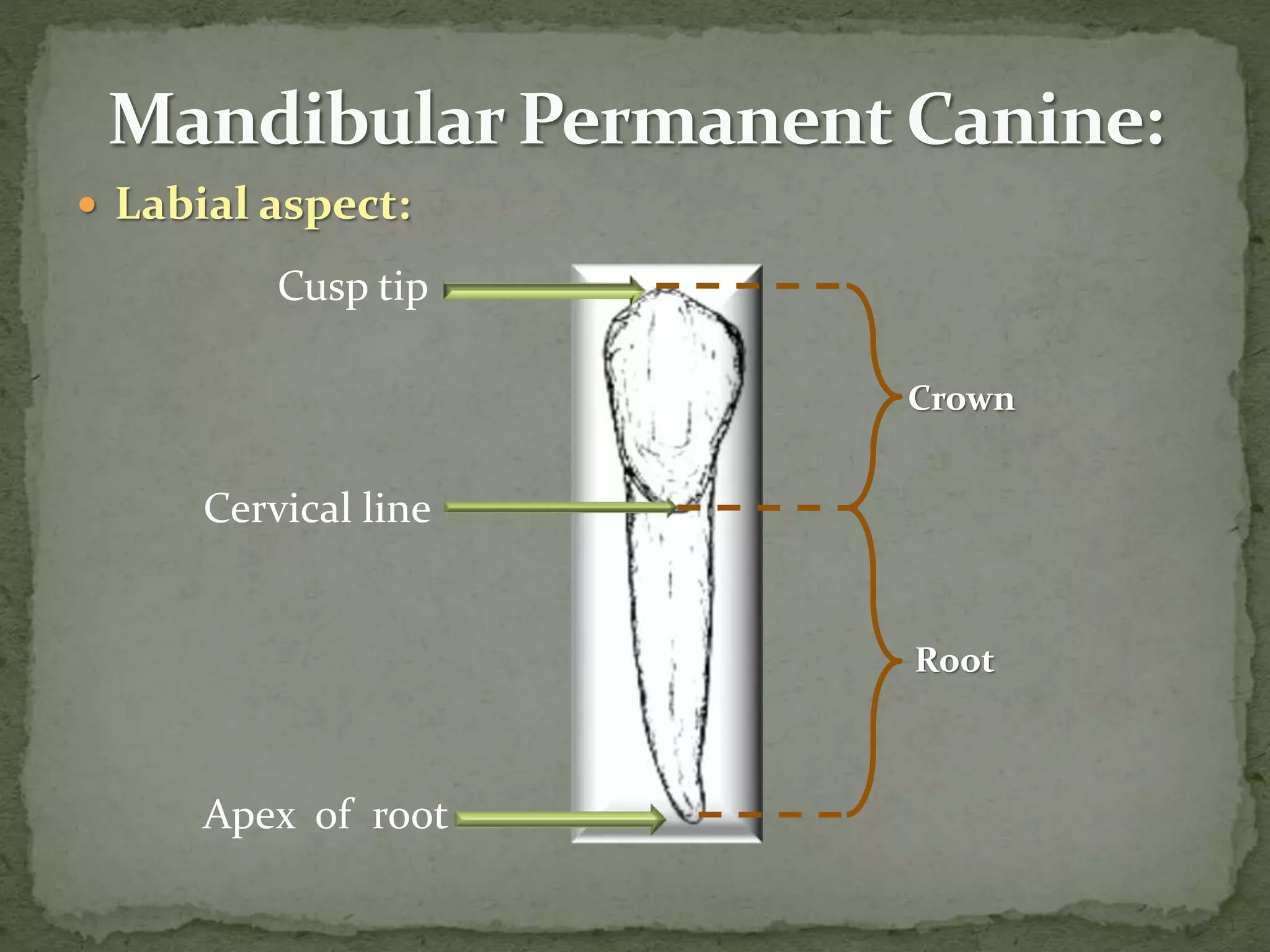  Labial aspect:
Cervical line
Apex of root
Root
Crown
Cusp tip
 