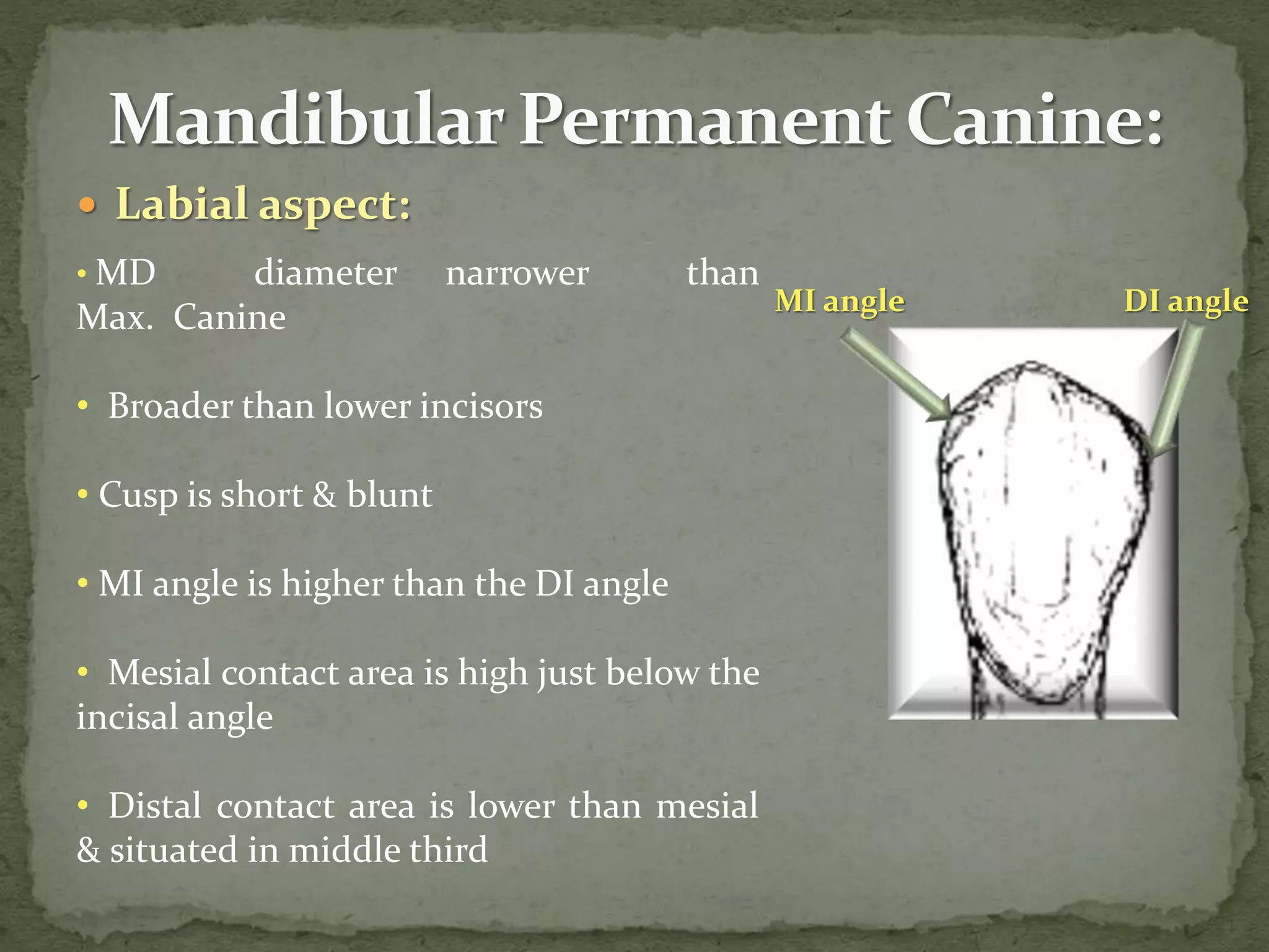  Labial aspect:
• MD diameter narrower than
Max. Canine
• Broader than lower incisors
• Cusp is short & blunt
• MI angle is higher than the DI angle
• Mesial contact area is high just below the
incisal angle
• Distal contact area is lower than mesial
& situated in middle third
MI angle DI angle
 