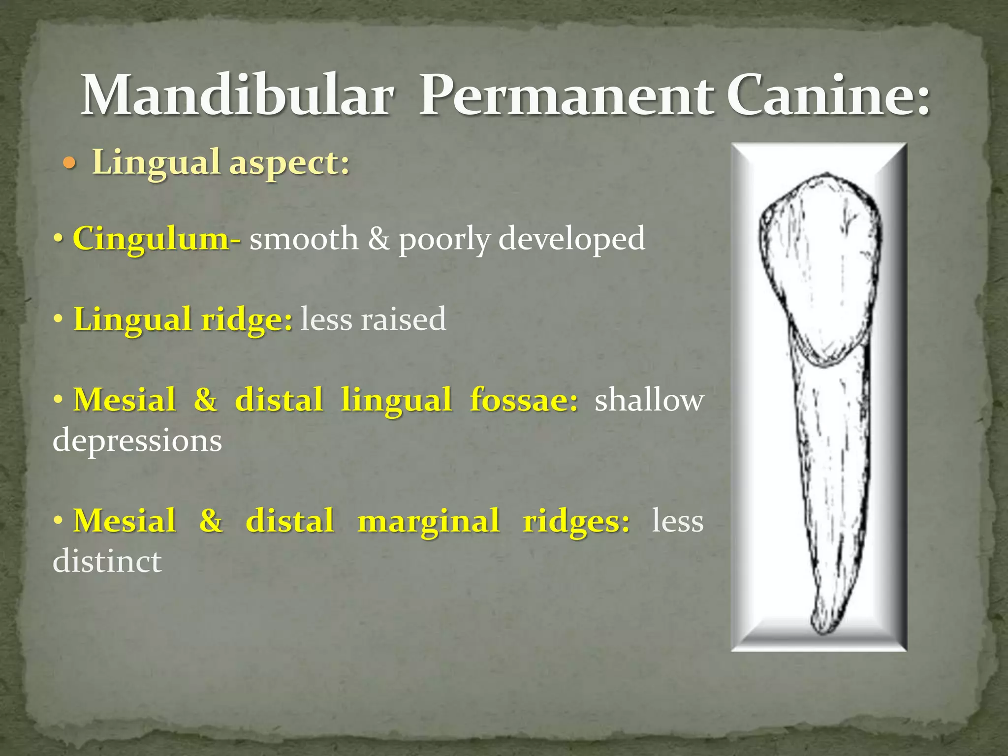  Lingual aspect:
• Cingulum- smooth & poorly developed
• Lingual ridge: less raised
• Mesial & distal lingual fossae: shallow
depressions
• Mesial & distal marginal ridges: less
distinct
 