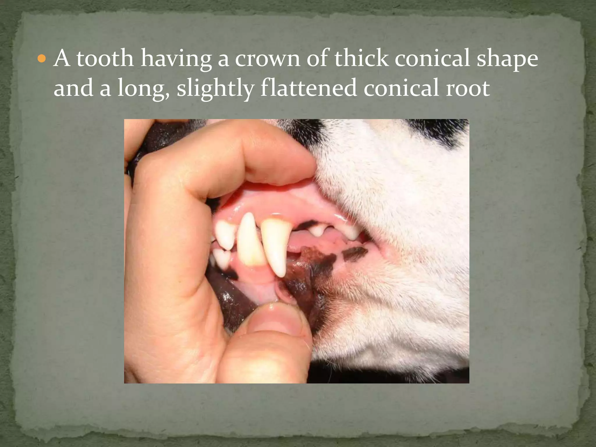  A tooth having a crown of thick conical shape
and a long, slightly flattened conical root
 