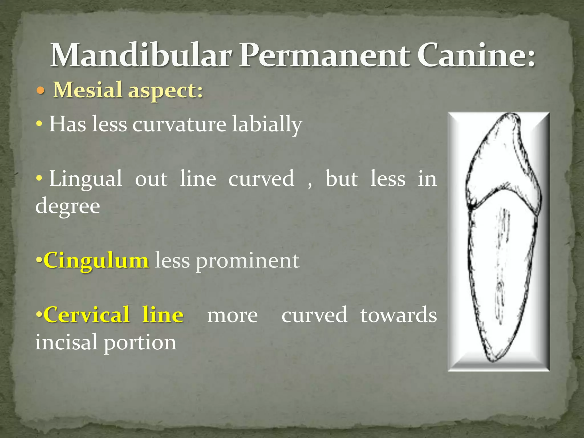  Mesial aspect:
• Has less curvature labially
• Lingual out line curved , but less in
degree
•Cingulum less prominent
•Cervical line more curved towards
incisal portion
 