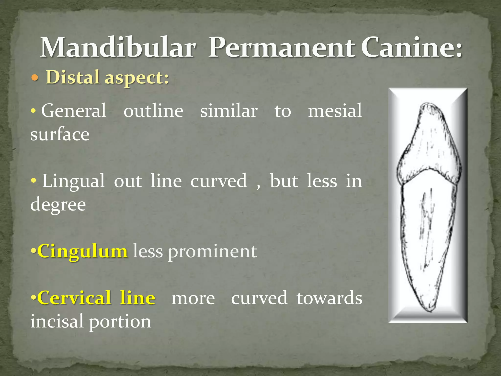  Distal aspect:
• General outline similar to mesial
surface
• Lingual out line curved , but less in
degree
•Cingulum less prominent
•Cervical line more curved towards
incisal portion
 