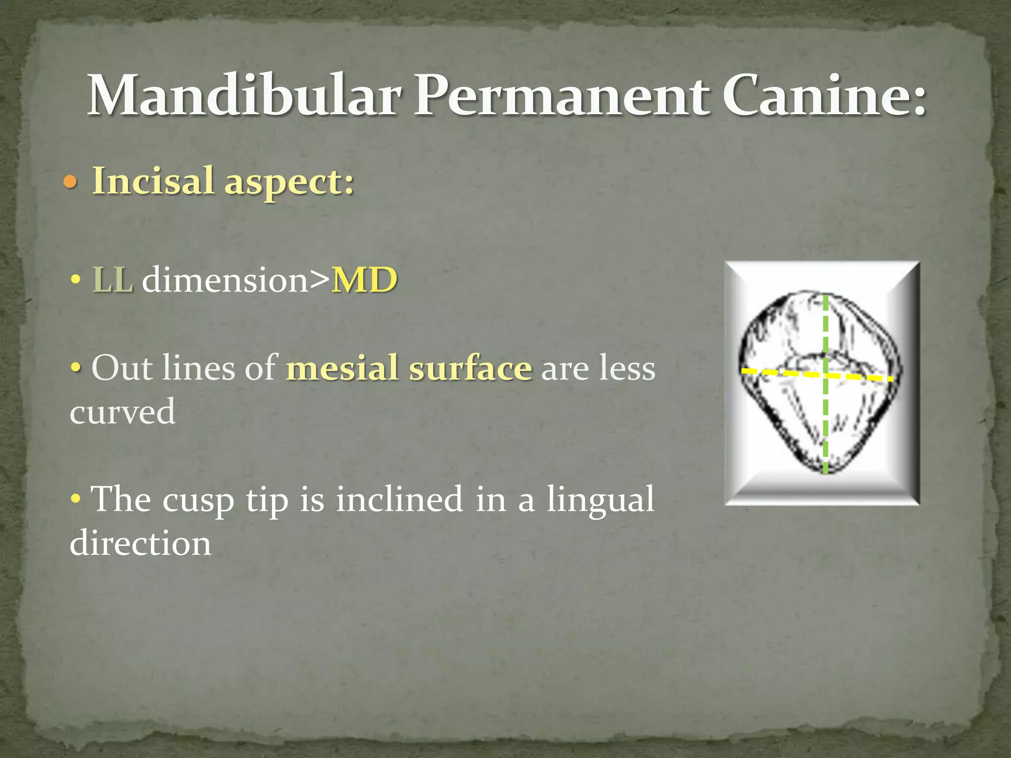  Incisal aspect:
• LL dimension>MD
• Out lines of mesial surface are less
curved
• The cusp tip is inclined in a lingual
direction
 
