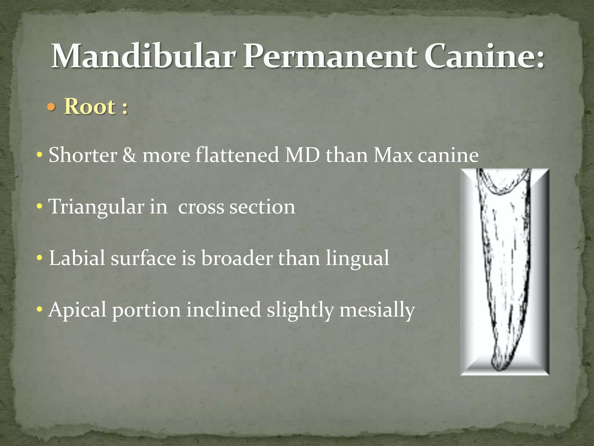  Root :
• Shorter & more flattened MD than Max canine
• Triangular in cross section
• Labial surface is broader than lingual
• Apical portion inclined slightly mesially
 