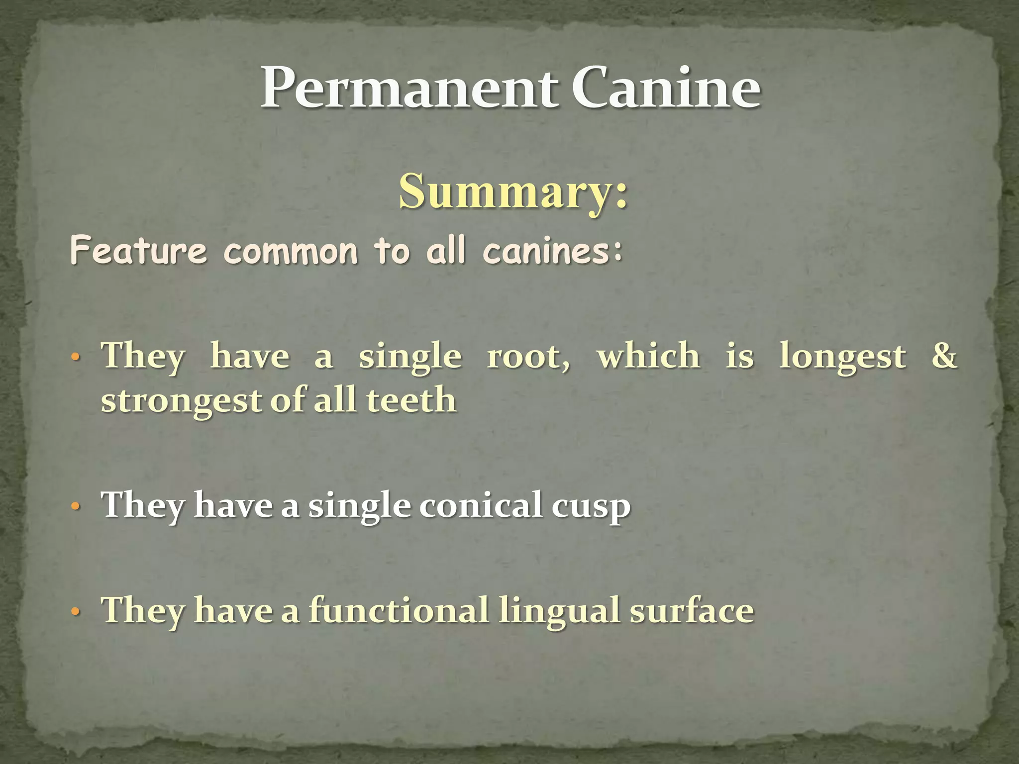 Summary:
Feature common to all canines:
• They have a single root, which is longest &
strongest of all teeth
• They have a single conical cusp
• They have a functional lingual surface
 