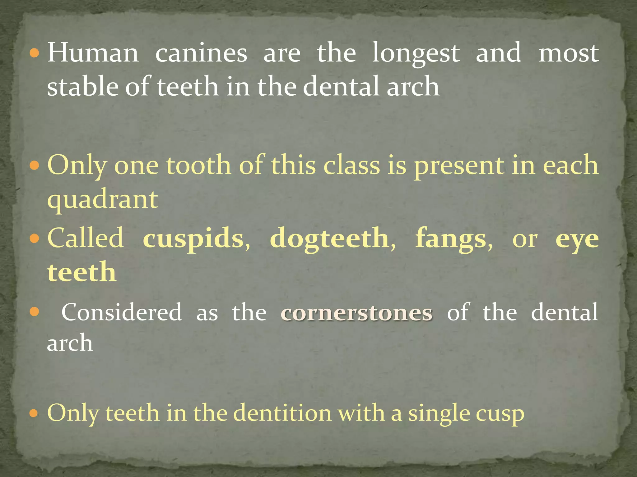  Human canines are the longest and most
stable of teeth in the dental arch
 Only one tooth of this class is present in each
quadrant
 Called cuspids, dogteeth, fangs, or eye
teeth
 Considered as the cornerstones of the dental
arch
 Only teeth in the dentition with a single cusp
 