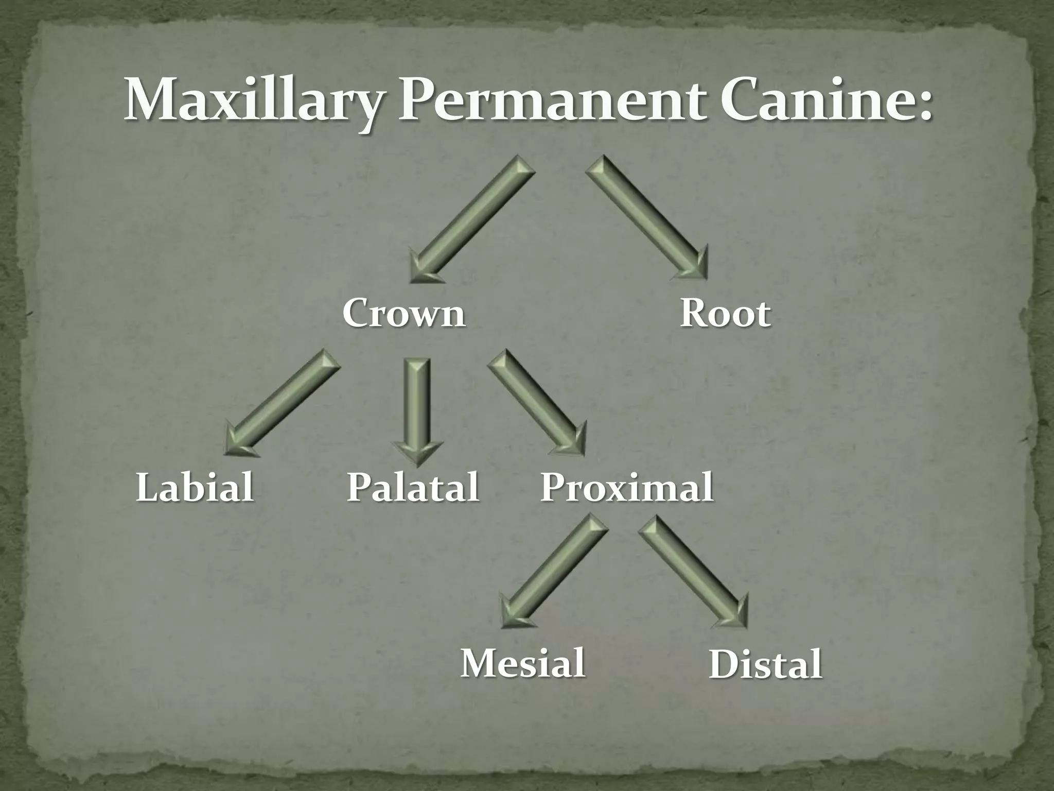 Crown Root
Labial Palatal Proximal
Mesial Distal
 