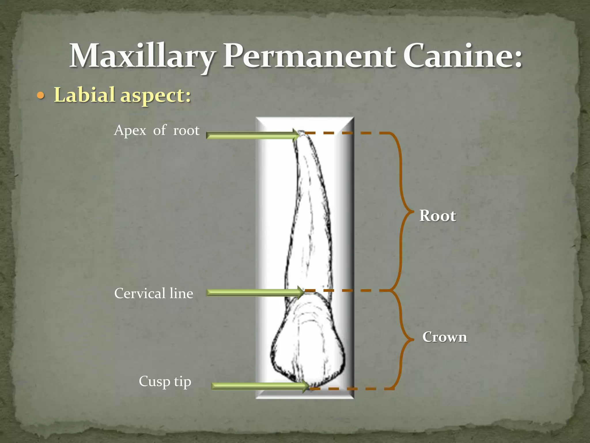  Labial aspect:
Cervical line
Apex of root
Root
Crown
Cusp tip
 