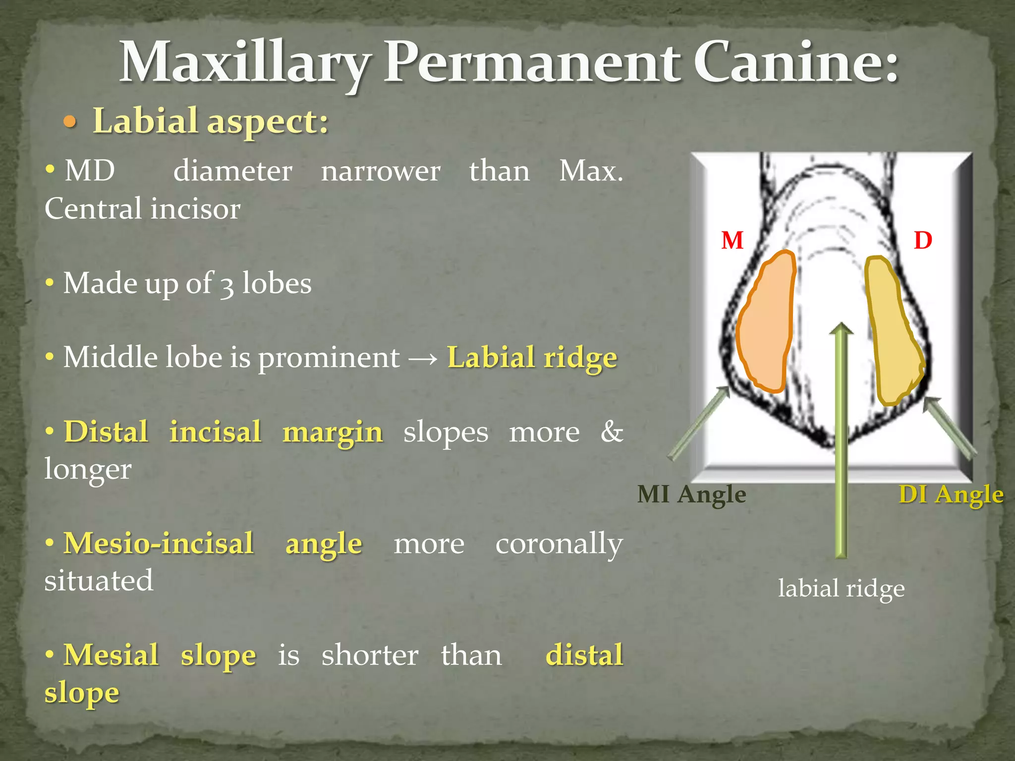  Labial aspect:
• MD diameter narrower than Max.
Central incisor
• Made up of 3 lobes
• Middle lobe is prominent → Labial ridge
• Distal incisal margin slopes more &
longer
• Mesio-incisal angle more coronally
situated
• Mesial slope is shorter than distal
slope
labial ridge
M D
MI Angle DI Angle
 