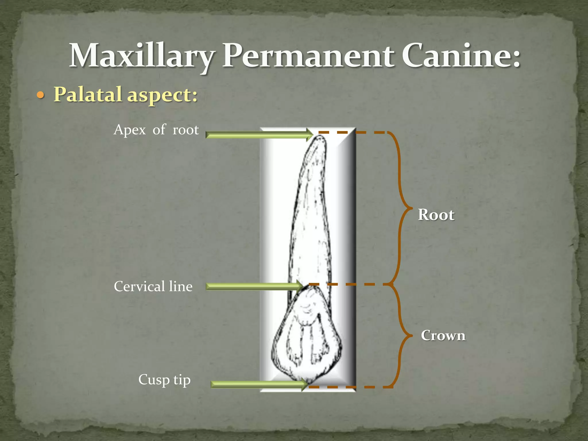 Palatal aspect:
Cervical line
Apex of root
Root
Crown
Cusp tip
 