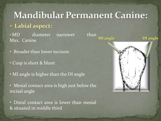 Maxillary Canine.pptx